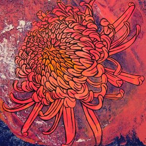 Chrysanthemum flower