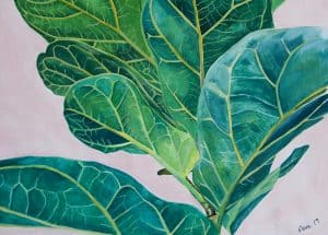 Fiddle Leaf Fig